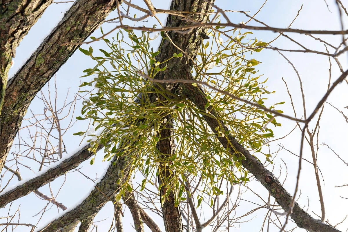 So gefährlich sind Misteln im Baum wirklich