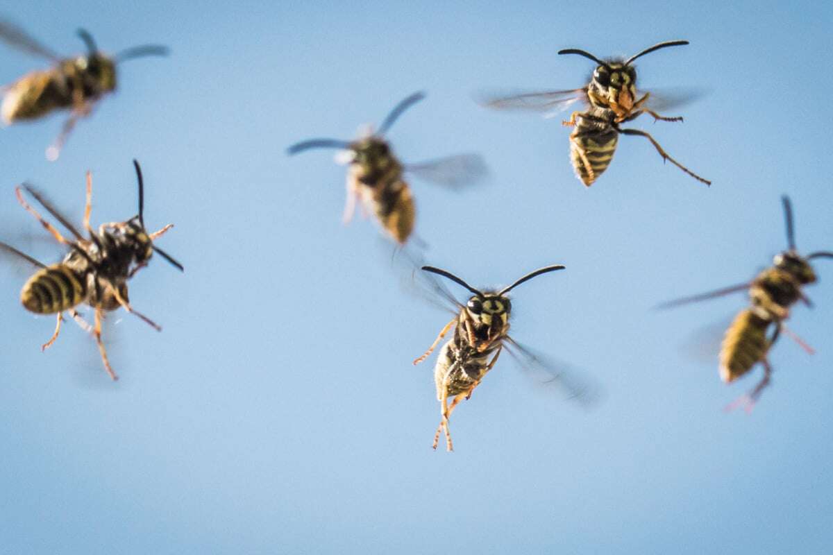 Wespen-Angriff bei Ausflug! Zwölf Kinder im Krankenhaus