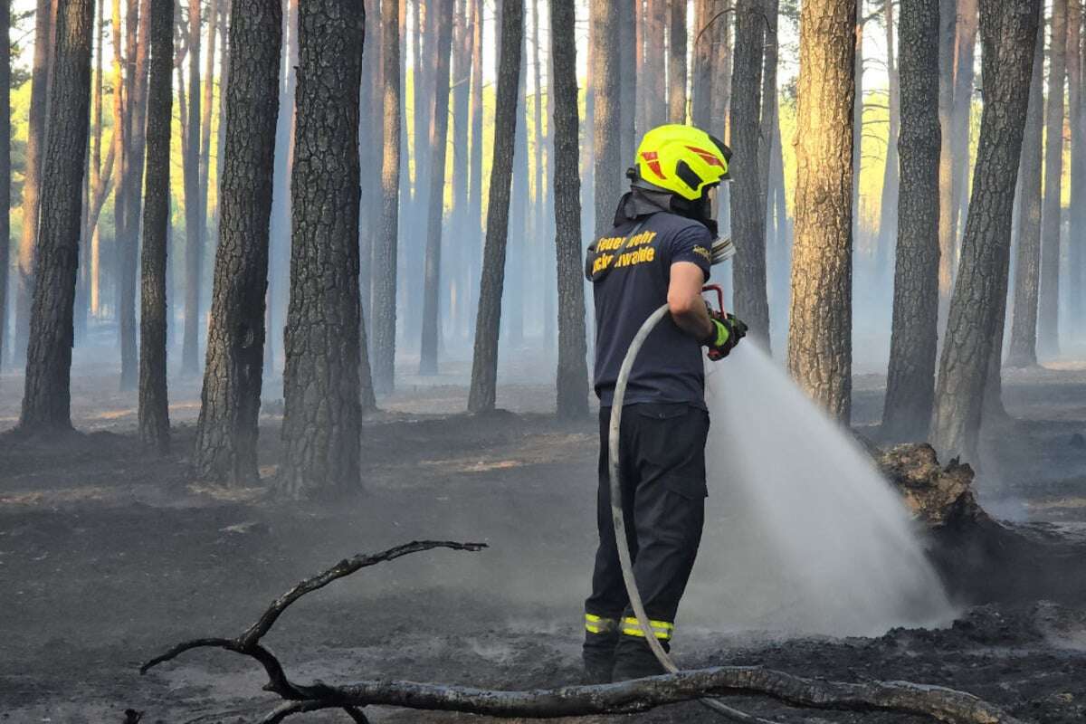 Viele Waldbrände im Norden Sachsen-Anhalts