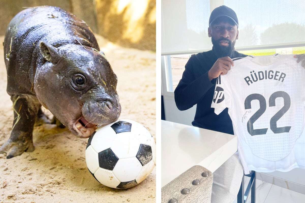 Besondere Charity-Auktion mit Mini-Hippo Toni und Antonio Rüdiger