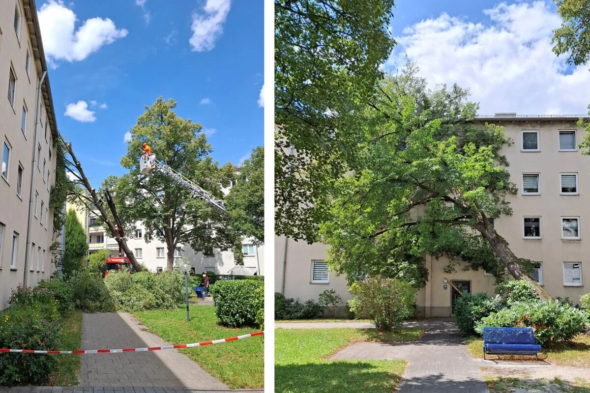 20-Meter-Baum kracht auf Hausdach in München: Bewohner eingeschlossen