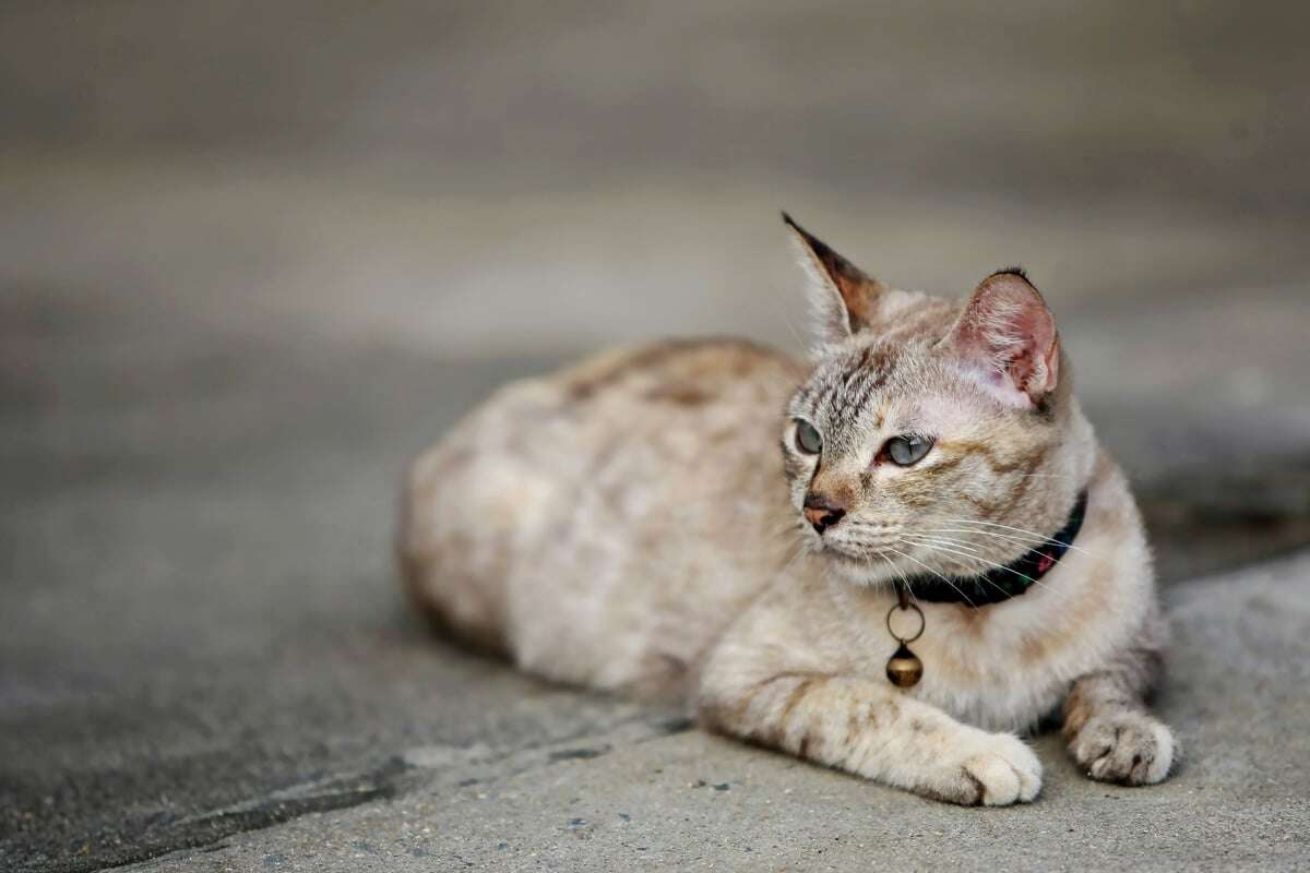 Schadet mehr, als es nützt: Warum Katzen kein Halsband mit Glocke tragen sollten