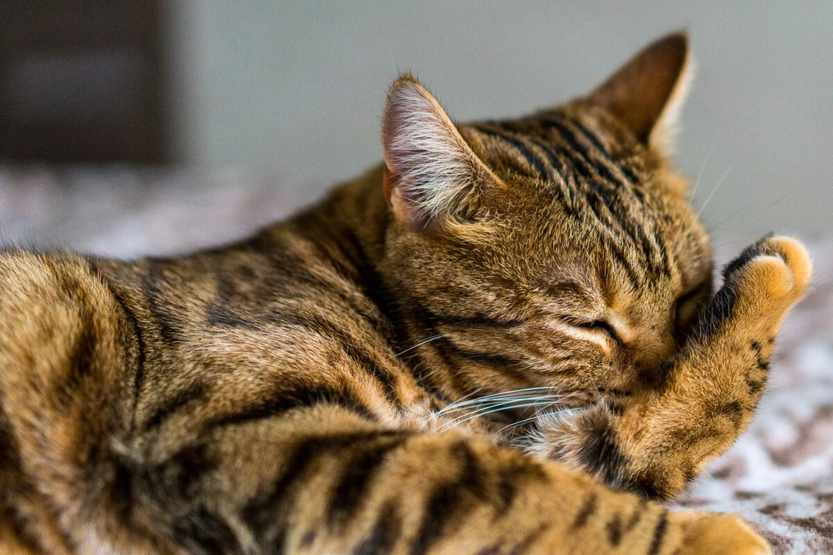 Warum beißt sich Deine Katze beim Putzen ins Fell?
