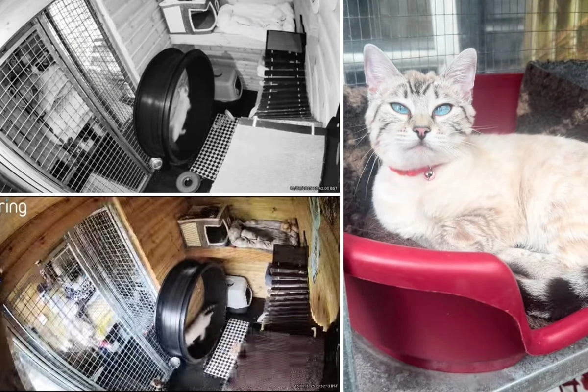 Frau denkt, ihre Katze ist krank - doch dann schaut sie auf die Kamera