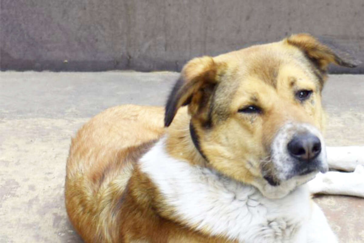 Halter nach Kauf überfordert: Dexter sucht seit fünf Jahren ein neues Zuhause