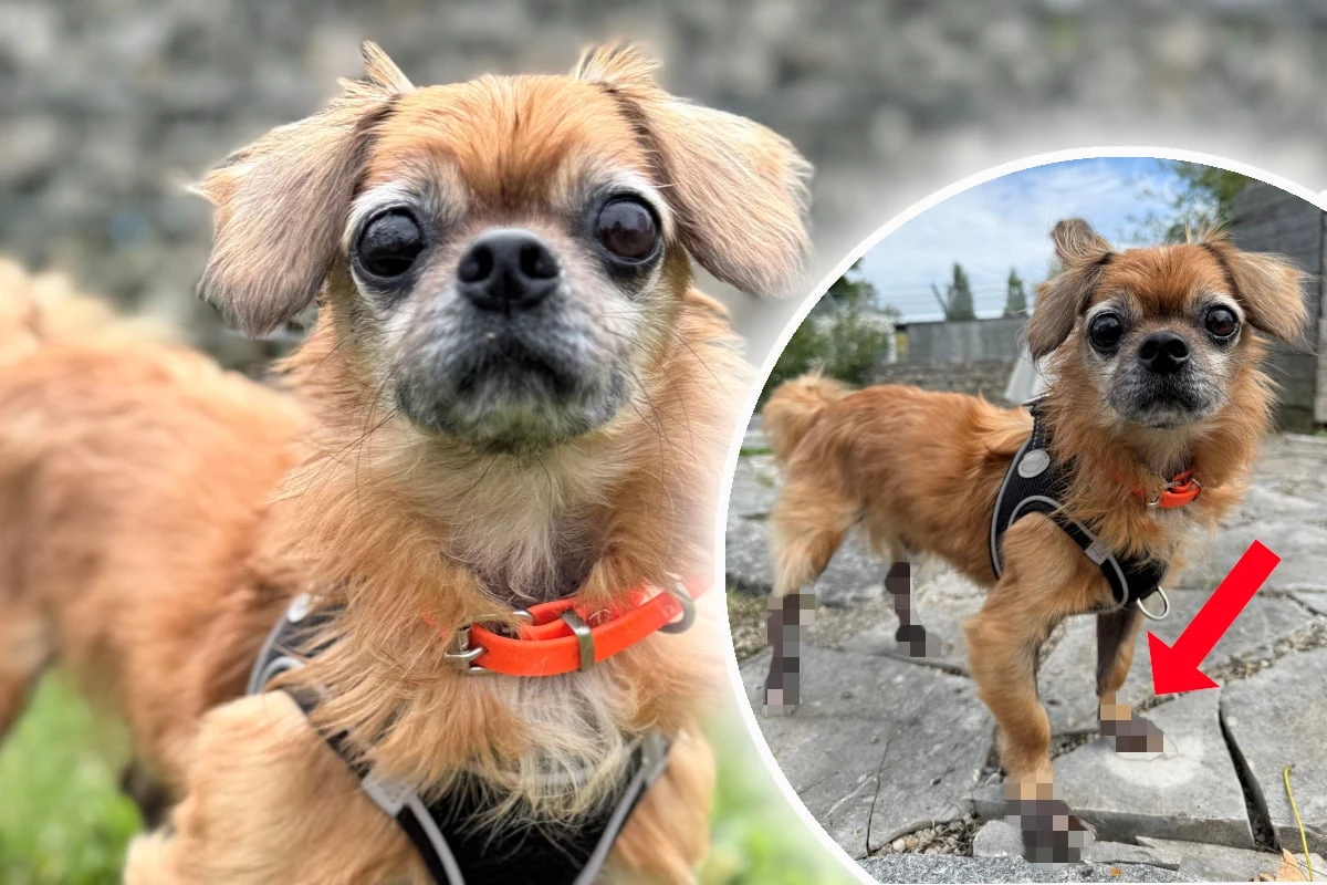 Hunde-Opa vom Leben gezeichnet: Das steckt hinter Tobis kuriosem Anblick