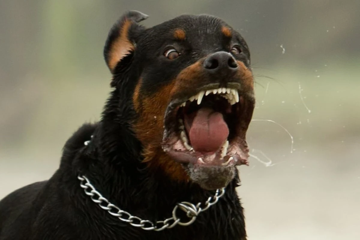 In der Innenstadt! Hund beißt Mädchen (11)