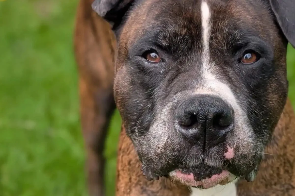 Er will nicht im Tierheim alt werden: Wer hat ein Herz für 