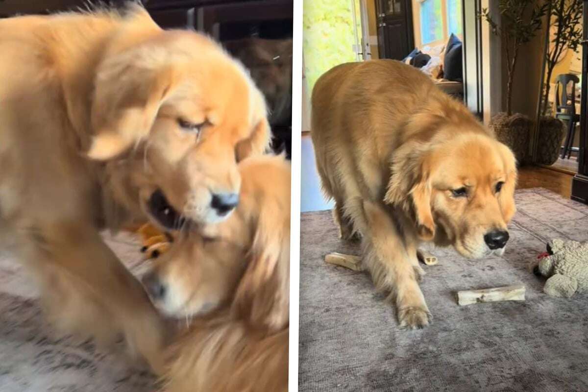 Golden Retriever denkt, er sei unsichtbar: Was er mit seinem Bruder tut, lässt Lachtränen fließen