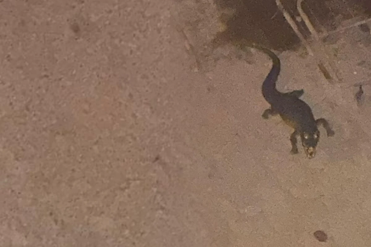 Aufblasbares Krokodil versetzt Stadt tagelang in Angst und Schrecken