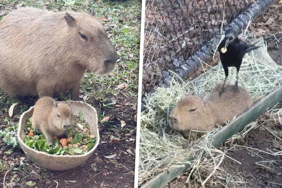 Kaum auf der Welt, schon ein Star! Dieser kleine Kerl erobert Herzen im Sturm