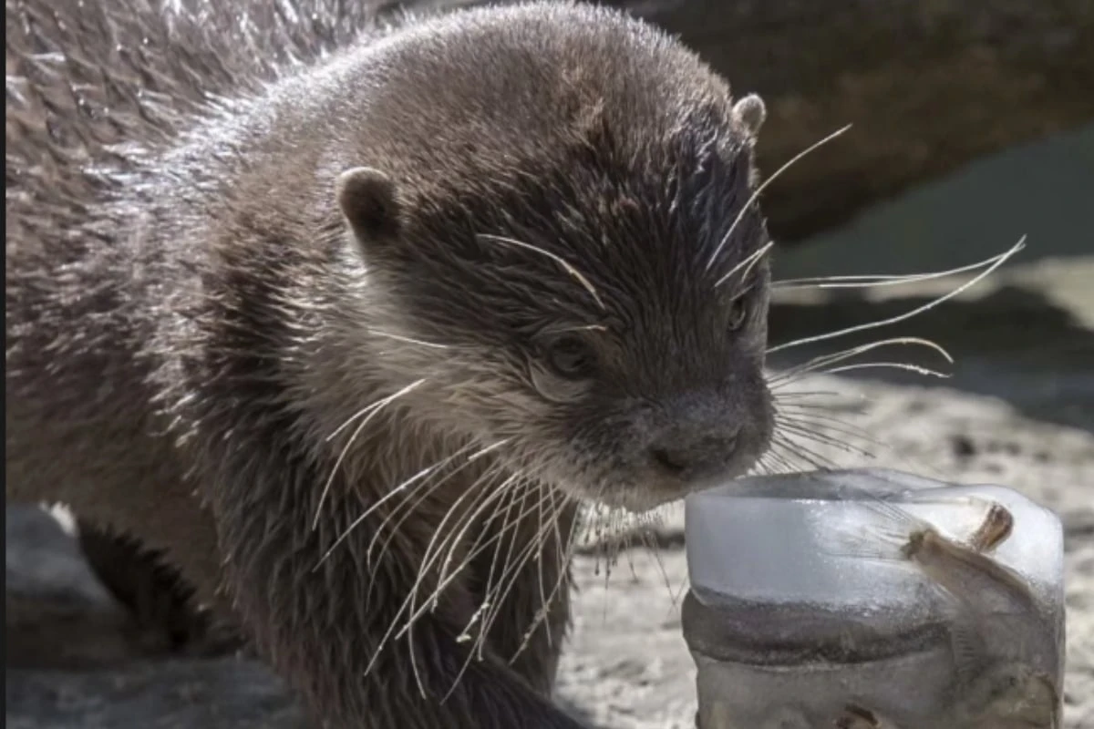 Darum gehen Bewegungsmelder an, wenn sich Zoo-Tiere bei Hitze abkühlen wollen