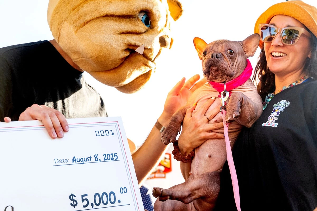 Ihre Besitzerin freut's: Mischling Petunia zum hässlichsten Hund der Welt gewählt
