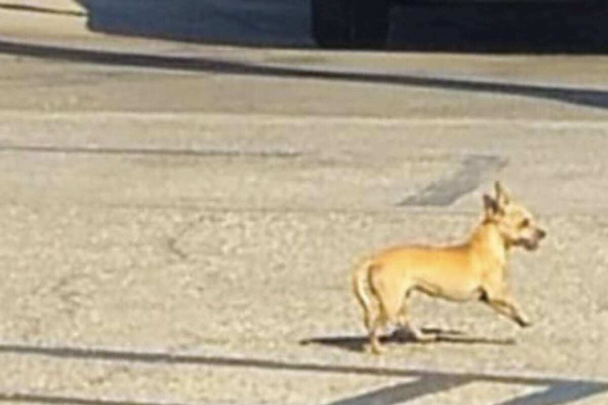 Frau entdeckt Hündin, die auf Gefängnis-Parkplatz wohnt und kann nicht anders, als zu weinen