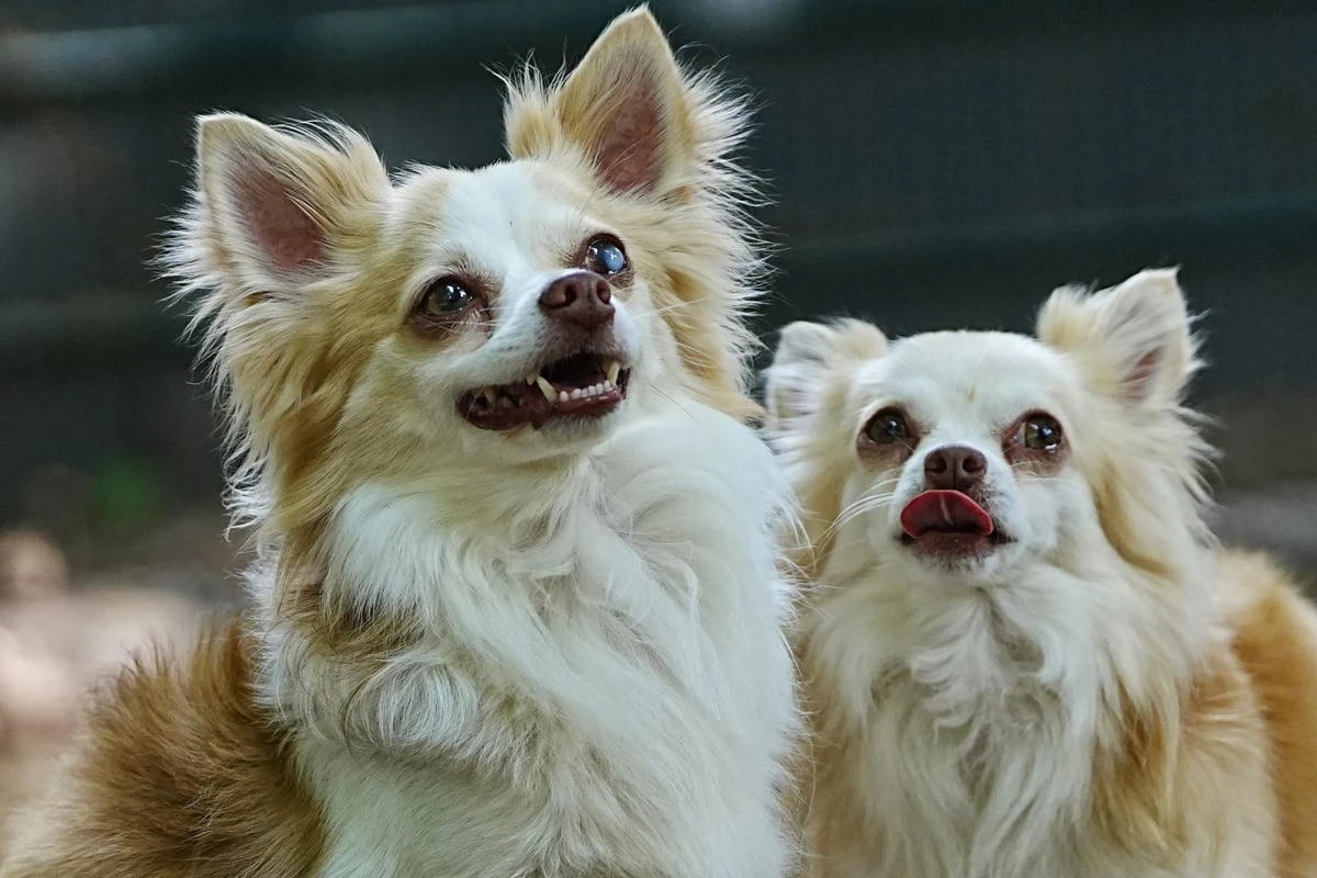 Zweimal enttäuscht, aber voller Hoffnung: Chihuahua-Brüder warten auf neues Glück