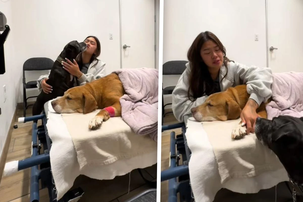 Besitzerin muss von Hund Abschied nehmen: Was ihr anderer Hund tut, treibt jedem Tränen in die Augen
