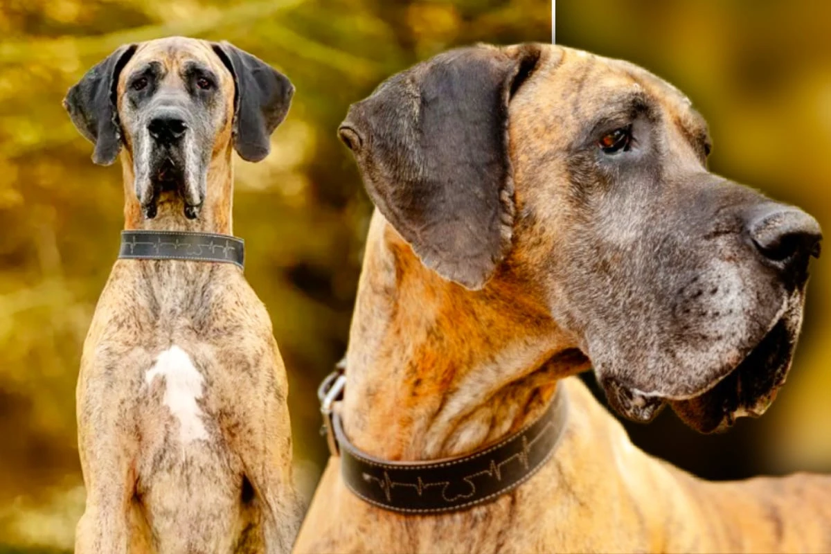 Dieser Riese hat es in sich: Dogge Aiko bringt so manche Baustelle mit
