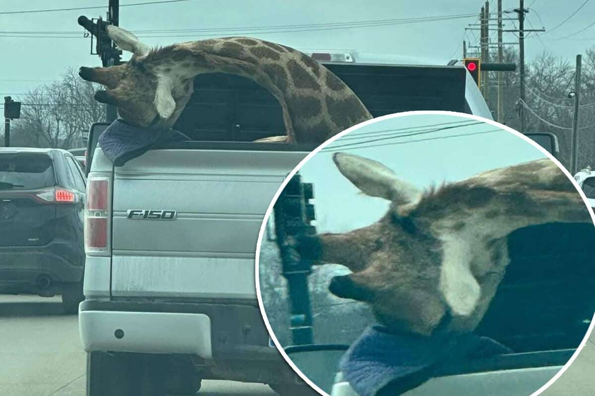 Mann fährt mit toter Giraffe auf Ladefläche seines Autos durch die Gegend