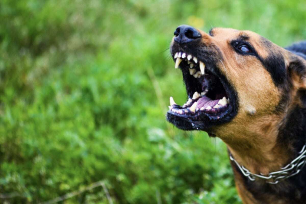 Fiese Attacke: Paketbotin von Hund in Po gebissen!