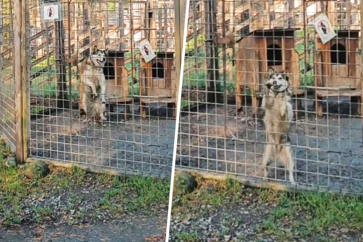 Husky springt an Zaun hoch: Was er kurz darauf tut, sorgt für Erstaunen