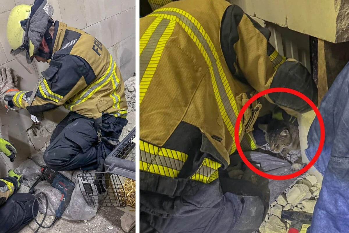 Zwischen zwei Garagen eingeklemmt: Schreiende Katze bringt Feuerwehr an ihre Grenzen