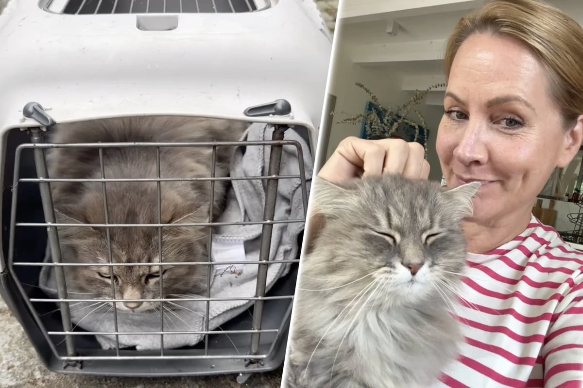 Judith Rakers in neuem Insel-Zuhause: Probleme beim Umzug mit Katzen?