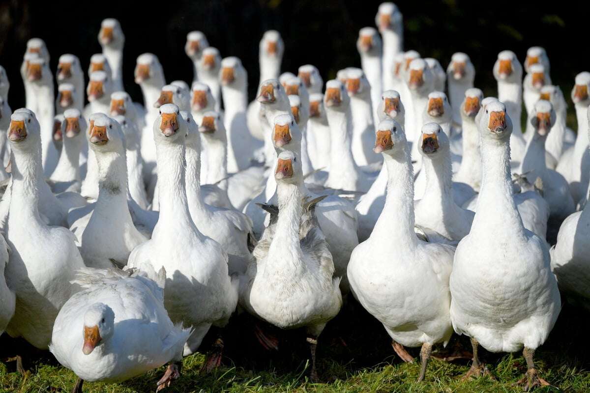 Die meisten Küken! Sachsen ist Gans weit vorn