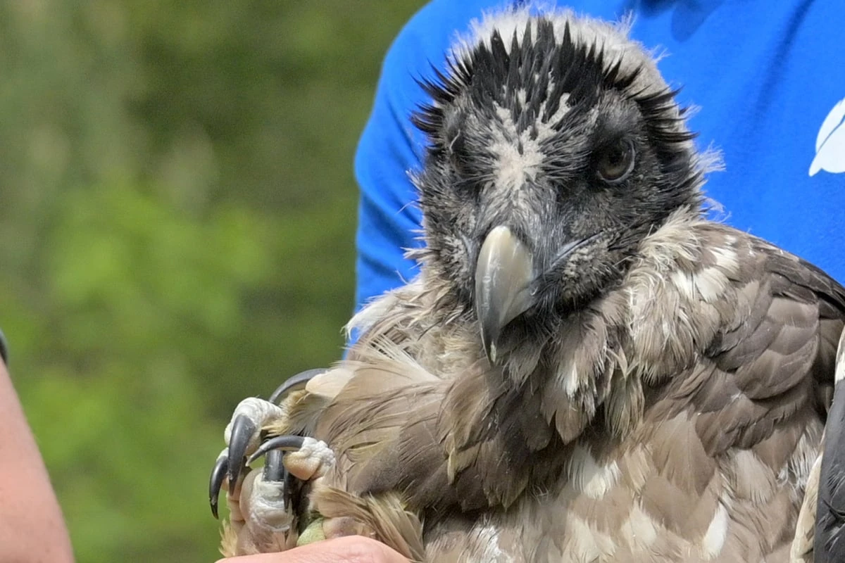 Seit Monaten spurlos verschwunden: Bayern sucht seinen Bartgeier