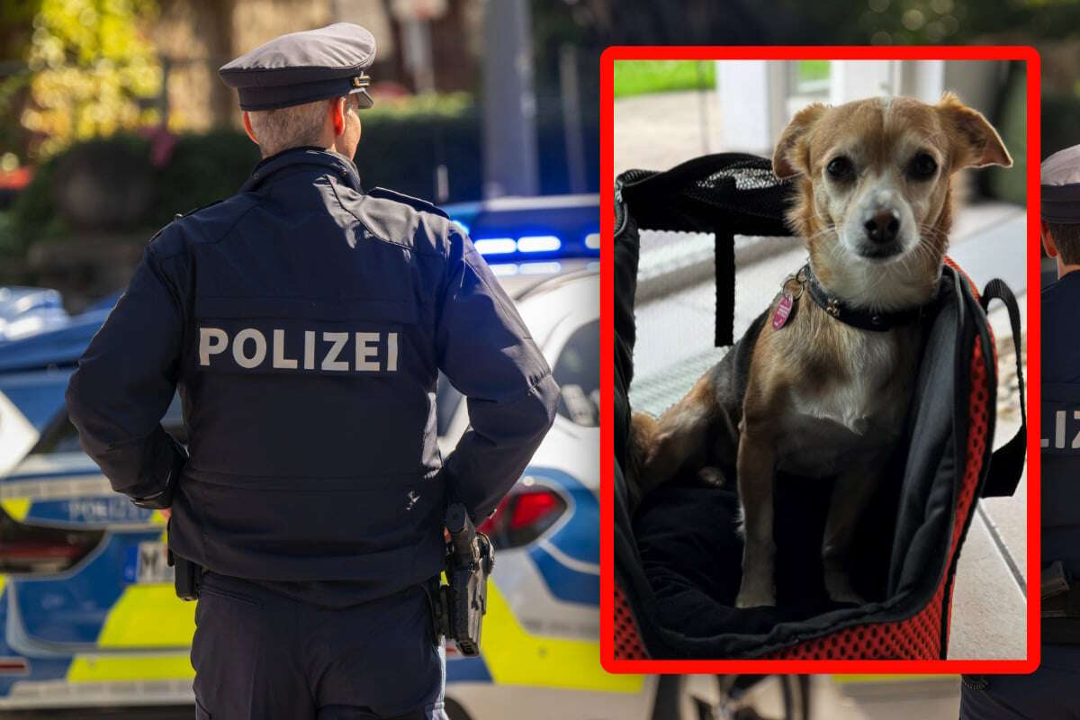 Hund auf offener Straße geraubt! Frau wird von zwei Männern überfallen