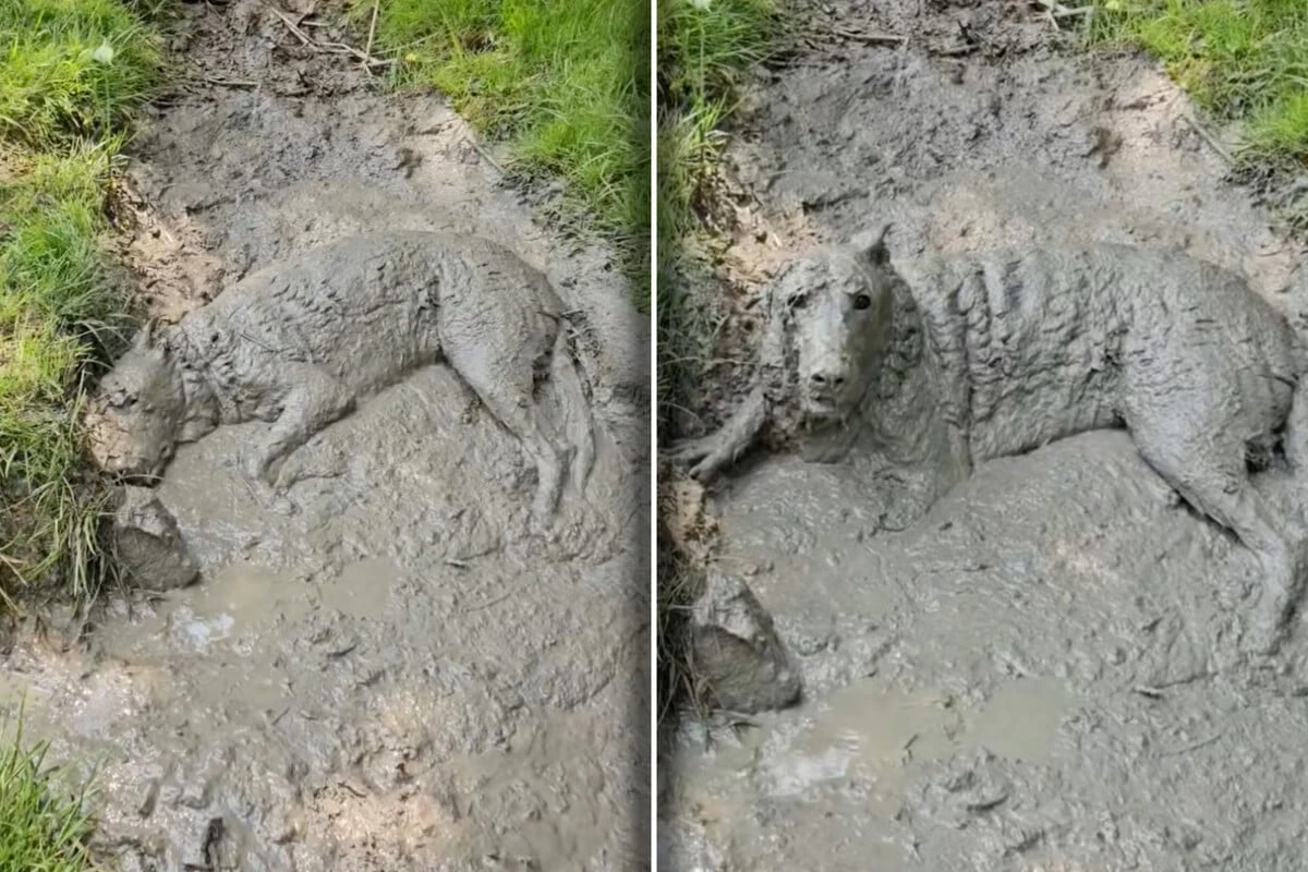 Hund raubt Millionen nach Schlammbad den Atem: Vor allem eines fragen sich viele