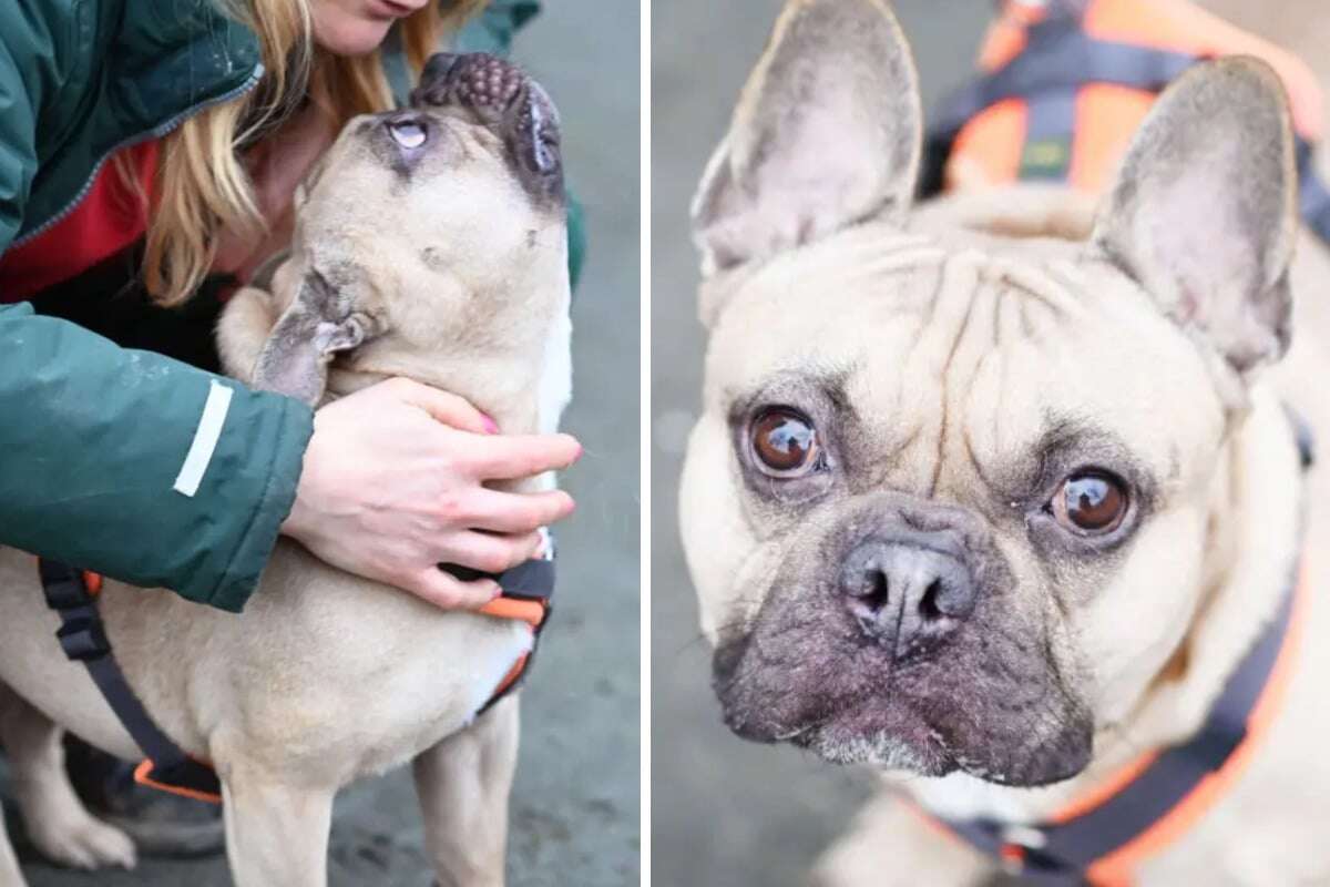 Einfach grausam: Hund über Wochen allein in Wohnung gelassen - endlich Happy End?