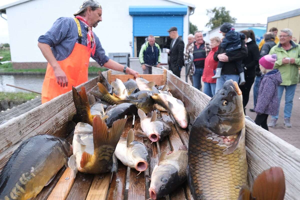 Trotz der Verluste durch Kormoran, Biber & Co.: Sachsens Karpfenfischer freuen sich auf 