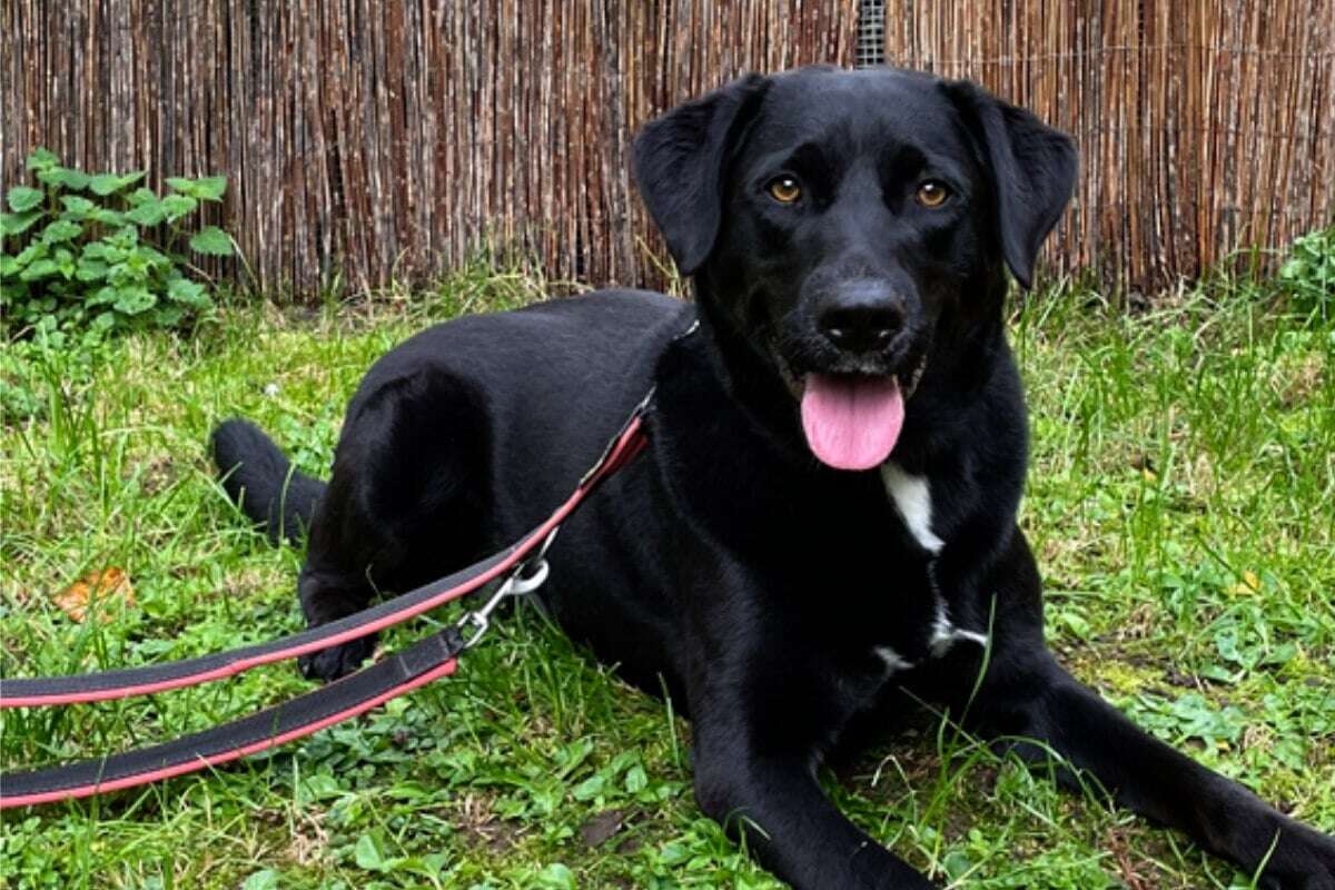 Freundlicher Labrador-Mix Rudi hatte sein Glück gefunden: Darum landete er jetzt im Tierheim