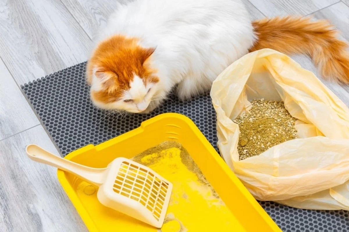 Katzenstreu richtig entsorgen: Gehört es in die Biotonne?