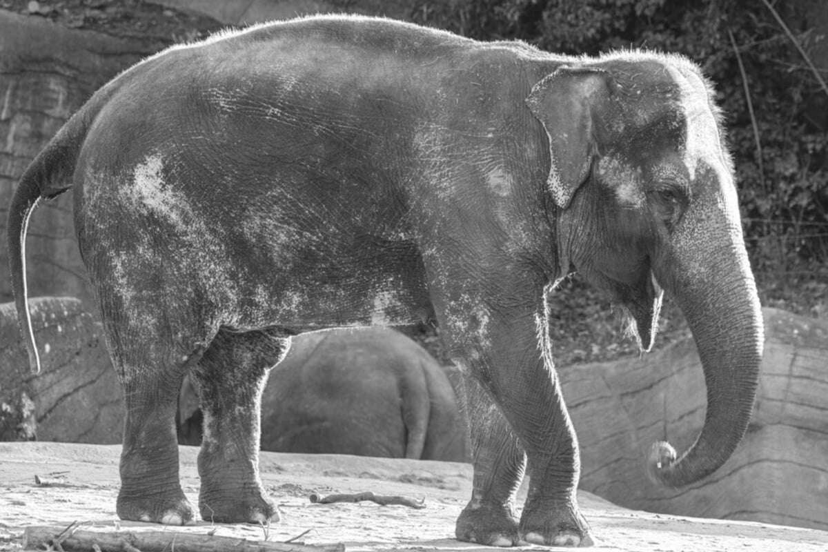 Nach mehr als 50 Jahren im Tierpark Hagenbeck: Elefantenkuh Shandra ist tot