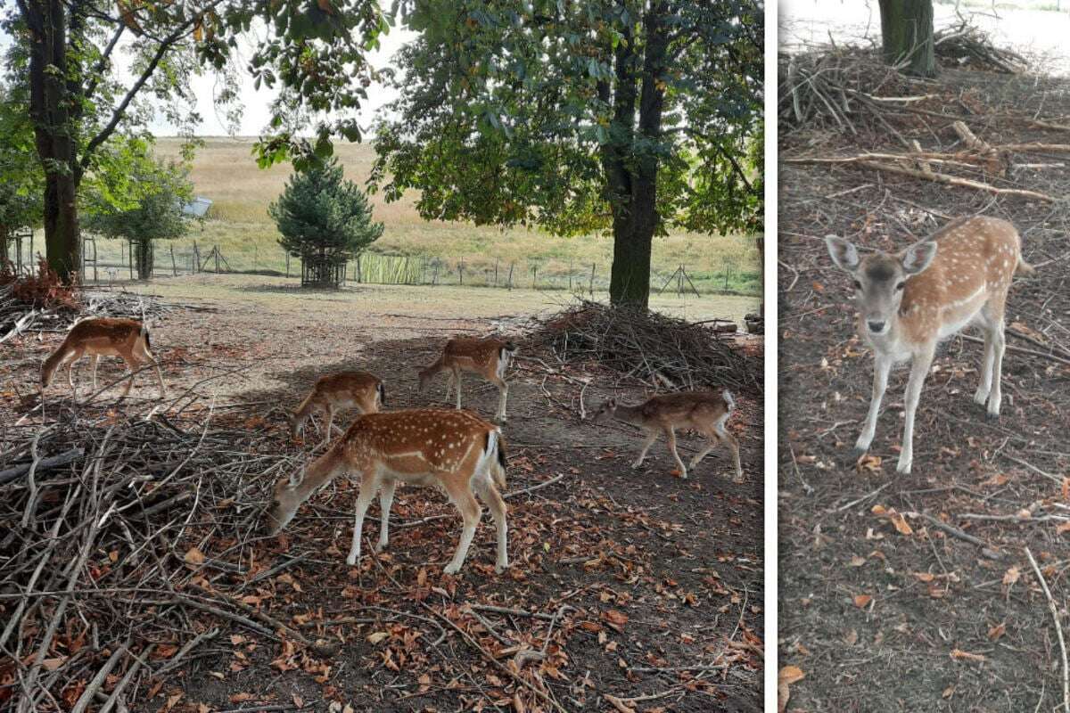 Elbauenpark Magdeburg lädt zum perfekten Dinner im Damwildgehege