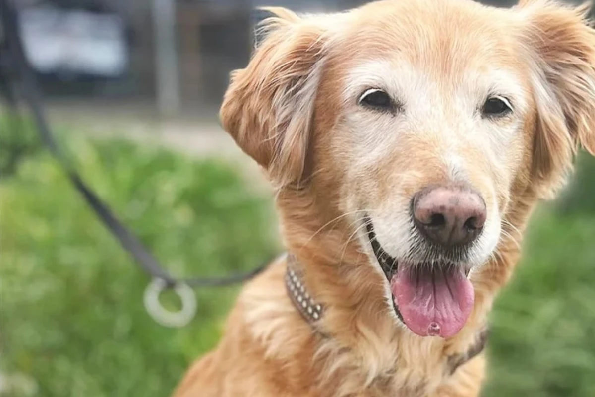 Golden Retriever Yoshi wurde bitter enttäuscht: Findet die Hundedame noch ihr Glück?