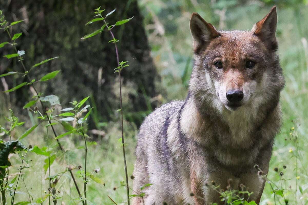 Hier gibt es neue Wolfsrudel in Sachsen - eines ist besonders problematisch