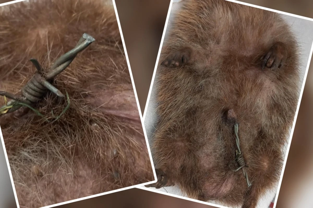 Igel von Stacheldraht gequält, Not-OP rettet ihm das Leben