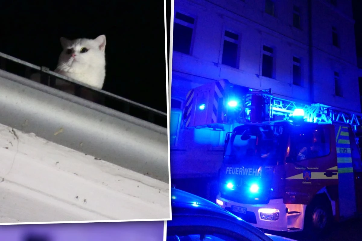 Tierrettung mal anders: Süße Katzendame Lulu trickst die Feuerwehr aus