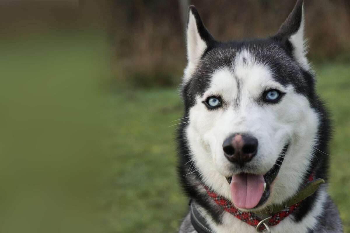 Bildhübscher Husky hat Traumatisches erlebt: Findet Fire wieder in die Spur?