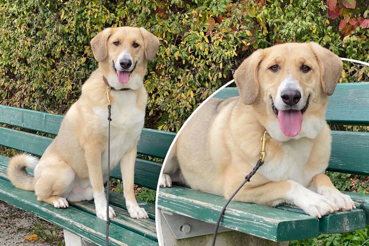 Hund begeht fatalen Fehler: Muss Archie nun sein Leben lang büßen?