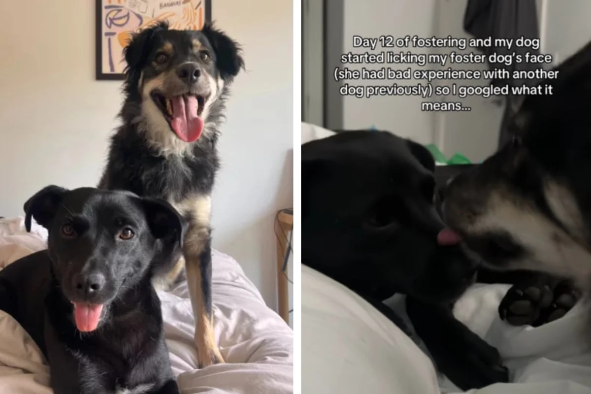 Tierbesitzerin merkt, dass ihr Hund immer wieder leckt: Dann erfährt sie den Grund