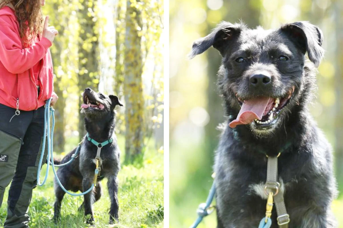 Grobi wurde ausgesetzt, dann machte er einen Fehler: Zweite Chance für Schnauzer-Mix?