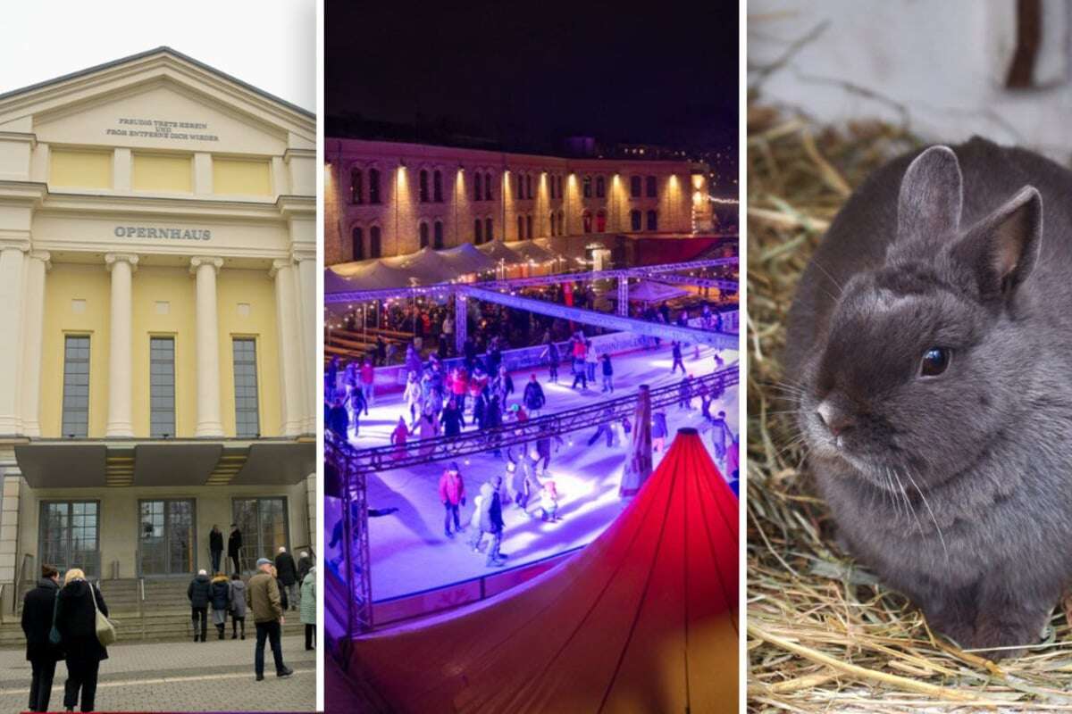 Langohren, Eislaufen und Musikspielplatz: Das geht am Sonntag in Magdeburg