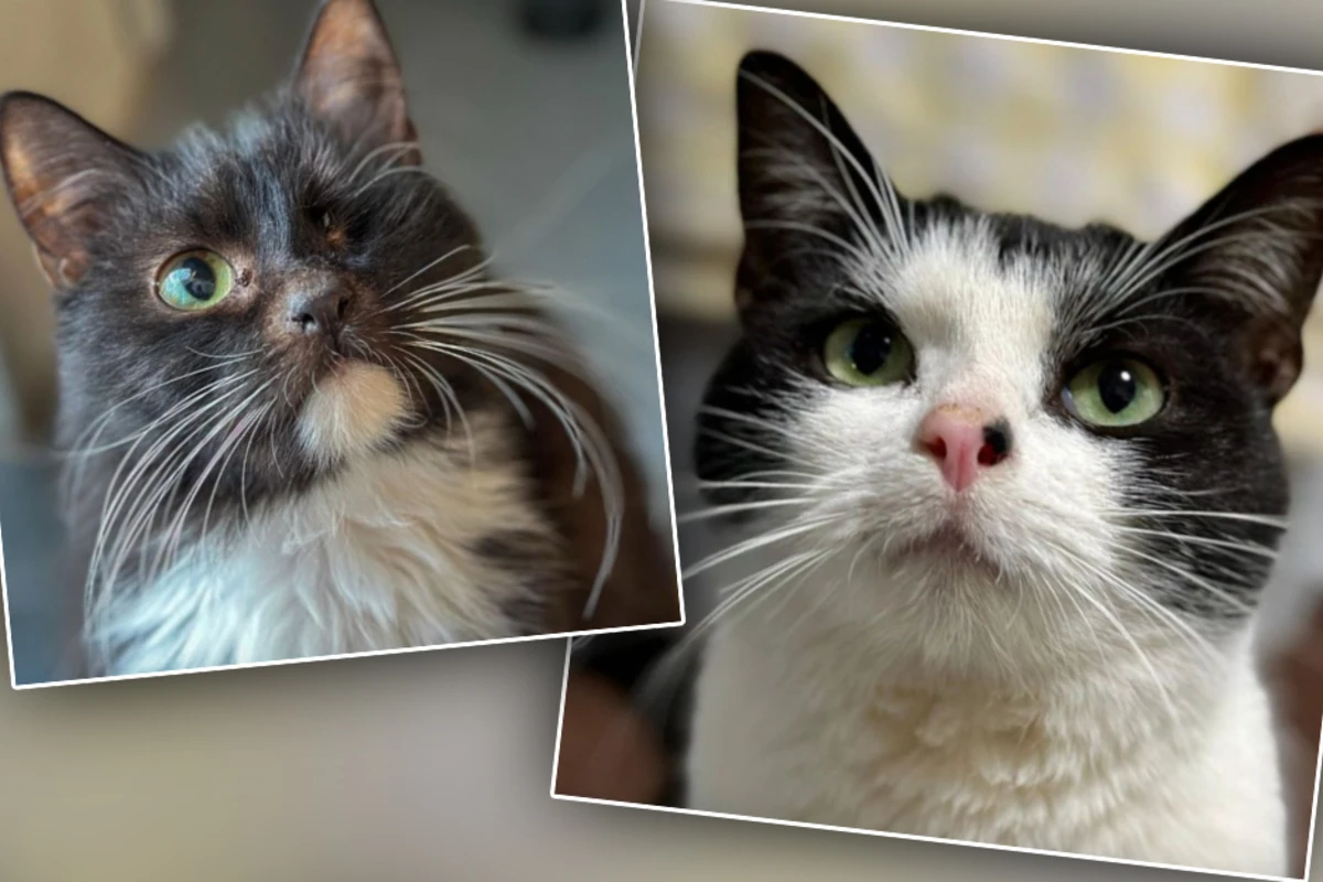 Junge Kater aus Messi-Bude gerettet: Jetzt träumen Romeo und Domino von einem Neuanfang
