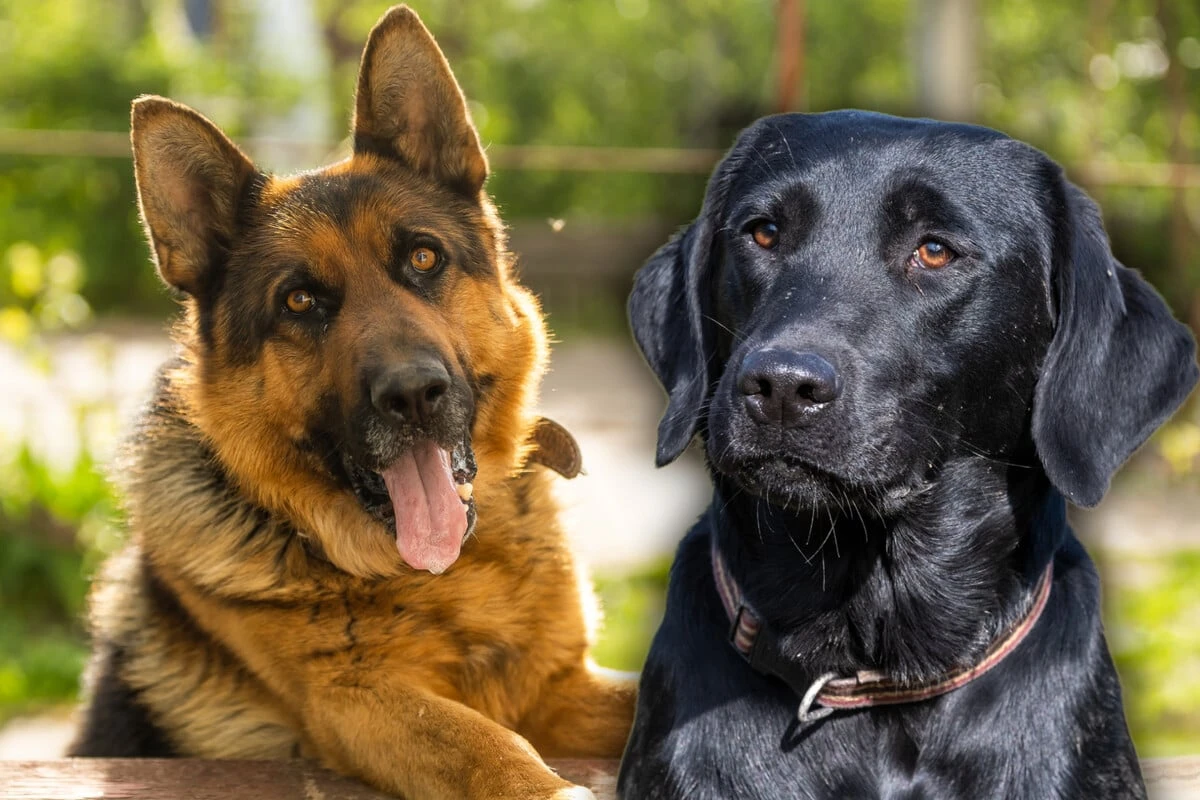 Schicker Labrador-Schäferhund-Mix: So sehen die Mischlinge aus