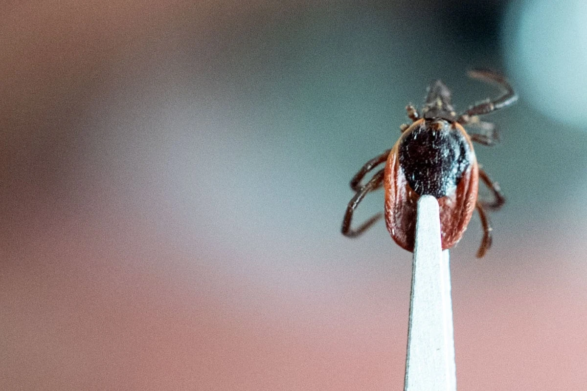 Sprunghafter Anstieg: Gesundheitsbehörde warnt vor mehr Borreliose-Fällen in Bayern