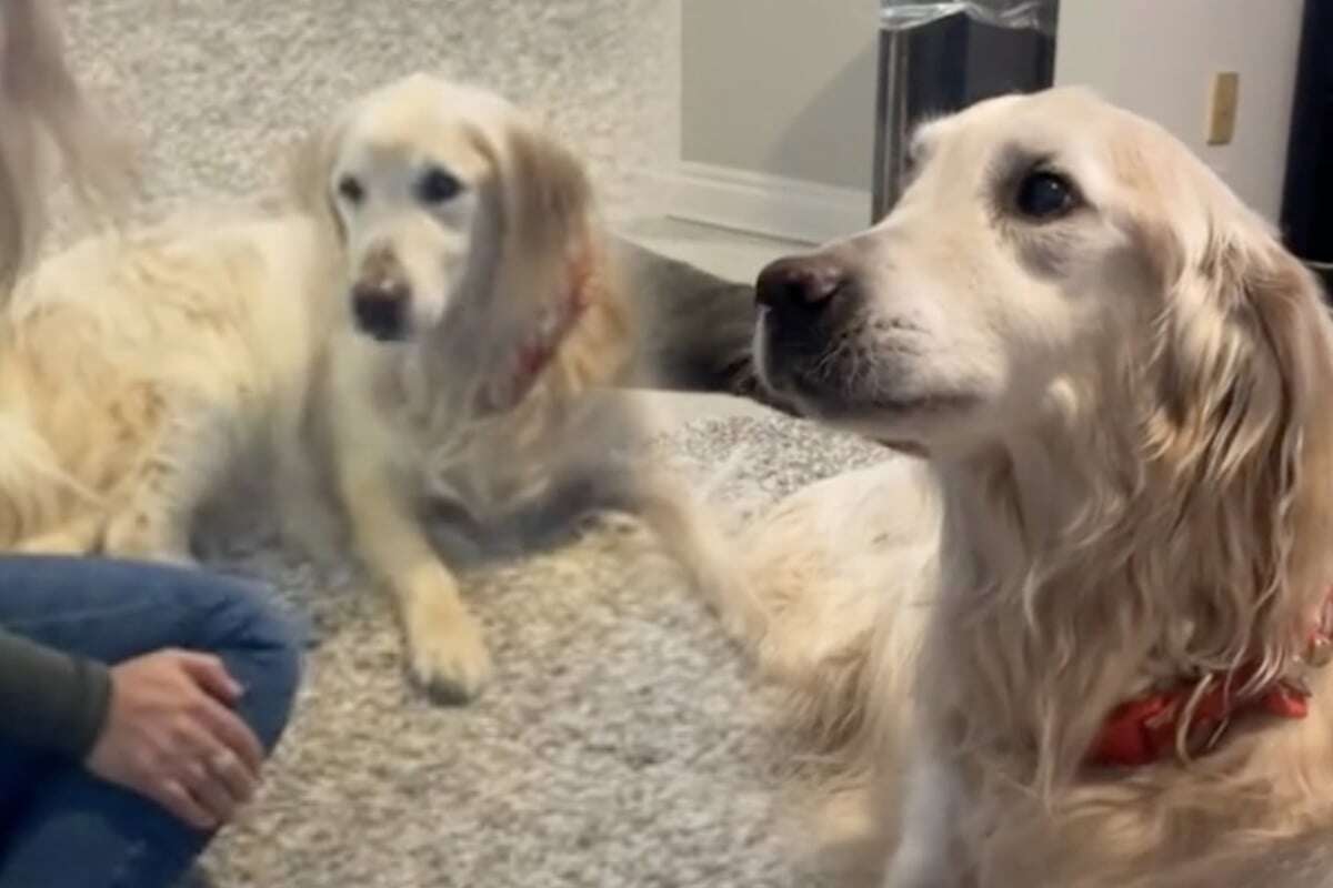 Golden Retriever liegt im Sterben: Als er diese eine Sache macht, müssen seine Besitzer weinen