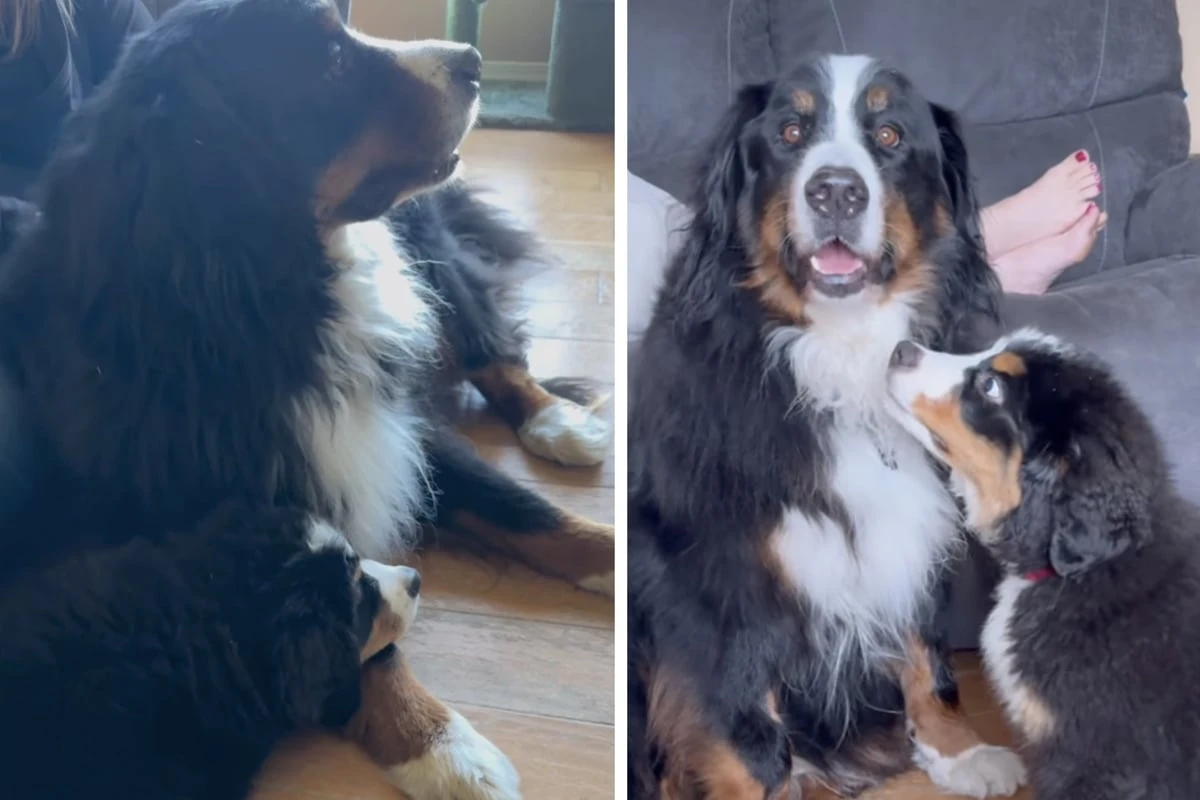 Familie wundert sich, dass älterer Hund nicht mit Welpen spielen will: Wenig später stockt ihnen der Atem
